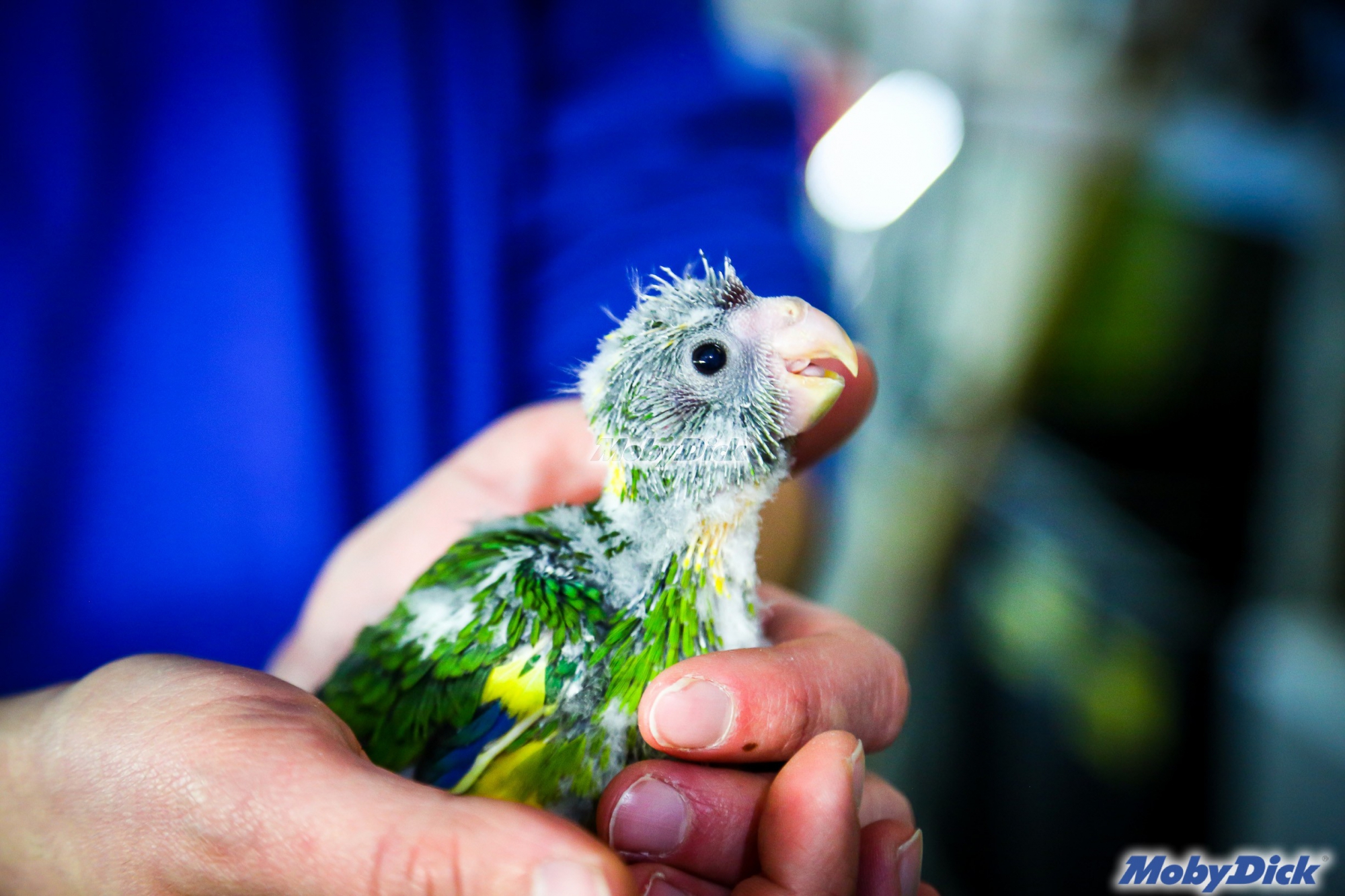 Matassa Cavo Allarme Security 4 Cavi 2 Power 100m Bianco HD PVC Vultech Sc16101 100 8057284624790 - Foto 10