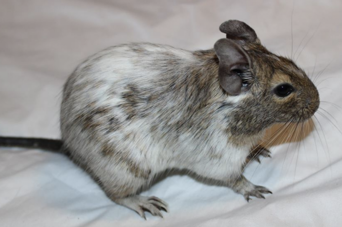 Foto Degu Pied