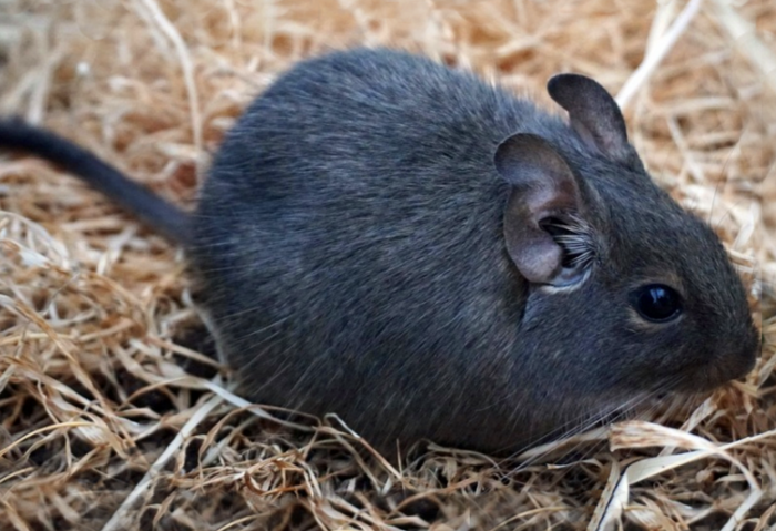 Foto Degu Blu